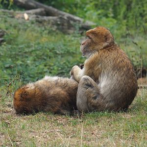 Barbary macaques (Macaca sylvanus), 2022-08-20