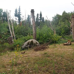 Barbary macaque exhibit, 2022-08-20