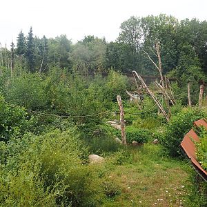 Barbary macaque exhibit, 2022-08-20
