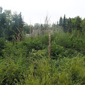 Barbary macaque exhibit, 2022-08-20