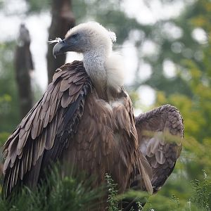 Western Eurasian griffon vulture (Gyps fulvus fulvus), 2022-08-20