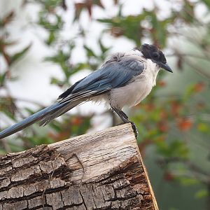 Asian azure-winged magpie (Cyanopica cyanus), 2022-08-20