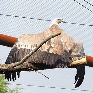 Western Eurasian griffon vulture (Gyps fulvus fulvus), 2022-08-20