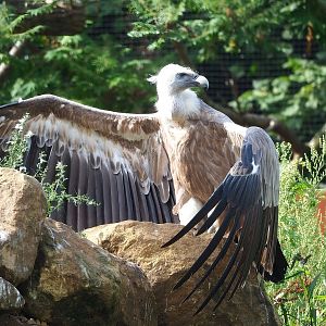 Western Eurasian griffon vulture (Gyps fulvus fulvus), 2022-08-20