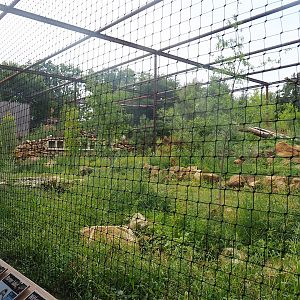 Reconstructed Taiga aviary, 2022-08-20