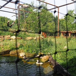 Reconstructed Taiga aviary, 2022-08-20