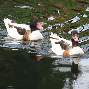 Common shelducks (Tadorna tadorna), 2022-08-20