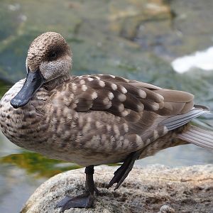 Marbled teal (Marmaronetta angustirostris), 2022-08-20