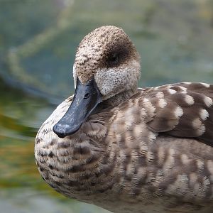 Marbled teal (Marmaronetta angustirostris), 2022-08-20