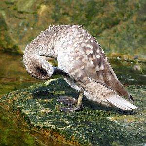 Marbled teal (Marmaronetta angustirostris), 2022-08-20