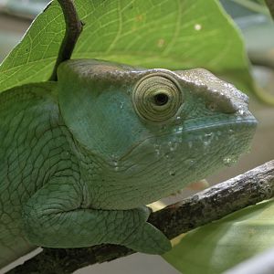 Juvenile Parson's chameleon