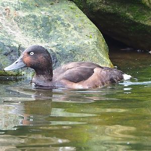 Baer’s pochard (Aythya baeri), 2022-08-20