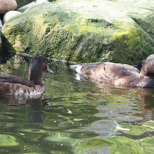 Baer’s pochards (Aythya baeri), 2022-08-20