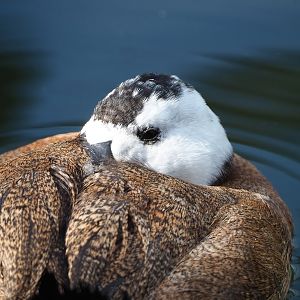 White-headed duck (Oxyura leucocephala), 2022-08-20