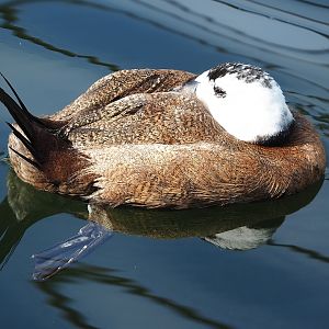 White-headed duck (Oxyura leucocephala), 2022-08-20