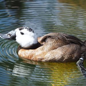 White-headed duck (Oxyura leucocephala), 2022-08-20