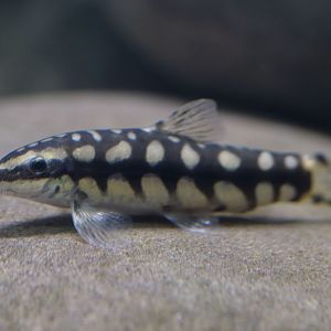 Pygmy chain loach