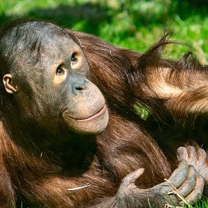 Basuki - Bornean Orangutan