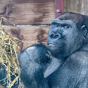 Lope - Western Lowland Gorilla