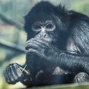 Black Headed Spider Monkey