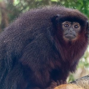 Red Titi Monkey