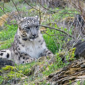 Khumbu - Snow Leopard