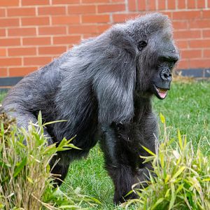 Biddy - Western Lowland Gorilla