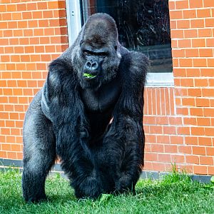 Oumbi - Western Lowland Gorilla