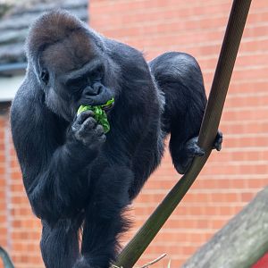 Ozala - Western Lowland Gorilla