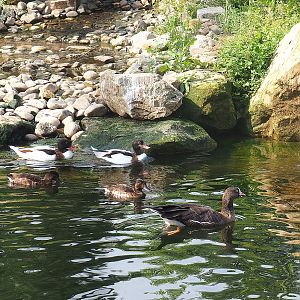 Common shelducks (Tadorna tadorna), Baer's pochards (Aythya baeri) and Lesser white-fronted goose (Anser erythropus), 2022-08-20