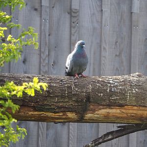 Rock dove (Columba livia), 2022-08-20