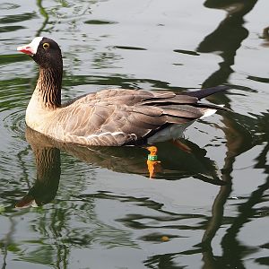 Lesser white-fronted goose (Anser erythropus), 2022-08-20