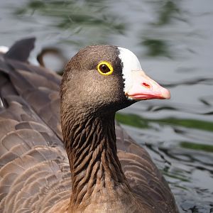 Lesser white-fronted goose (Anser erythropus), 2022-08-20