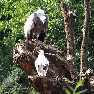 Western Eurasian griffon vulture (Gyps fulvus fulvus) and Western Egyptian vulture (Neophron percnopterus percnopterus), 2022-08-20