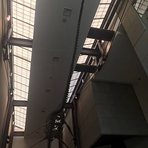 Milwaukee Public Museum - Plesiosaur Fossil