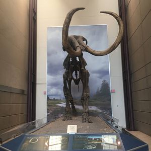 Milwaukee Public Museum - Hebior Mammoth Fossil