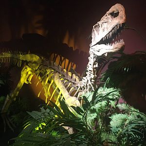 Milwaukee Public Museum - Monolophosaurus Fossil