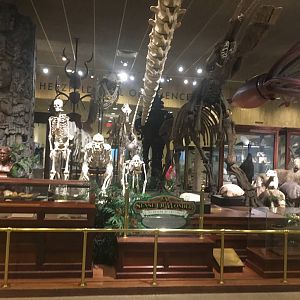 Milwaukee Public Museum - Sense of Wonder