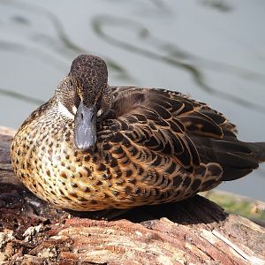 Baikal teal (Sibirionetta formosa), 2022-08-20