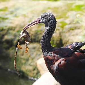 Glossy ibis (Plegadis falcinellus), 2022-08-20