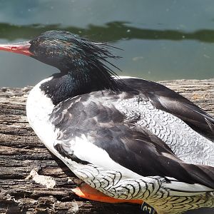 Scaly-sided merganser (Mergus squamatus), 2022-08-20