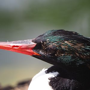 Scaly-sided merganser (Mergus squamatus), 2022-08-20