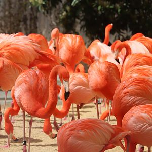 Bird House - American Flamingos