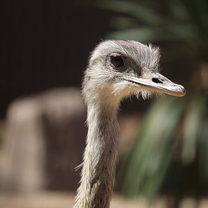 Bird House - Greater Rhea