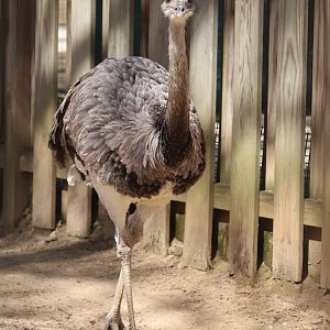 Bird House - Greater Rhea