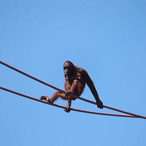 Great Ape House - Bornean Orangutan Batang