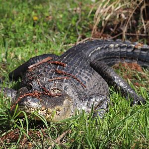 Reptile Discovery Center - American Alligator