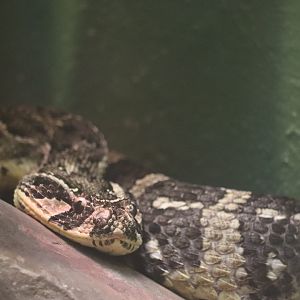 Reptile Discovery Center - Puff Adder