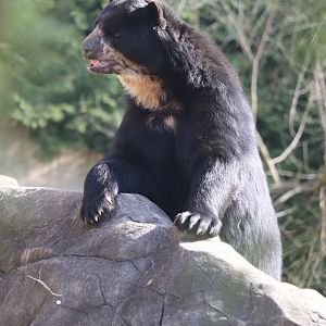 Smithsonian's National Zoo - Andean Bear Quito