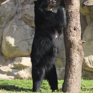 Smithsonian's National Zoo - Andean Bear Brienne